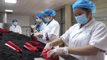 湘西古丈紅茶 茶鄉(xiāng)大地上的一張“紅色”名片——軟件開(kāi)發(fā)與技術(shù)推廣的賦能之路